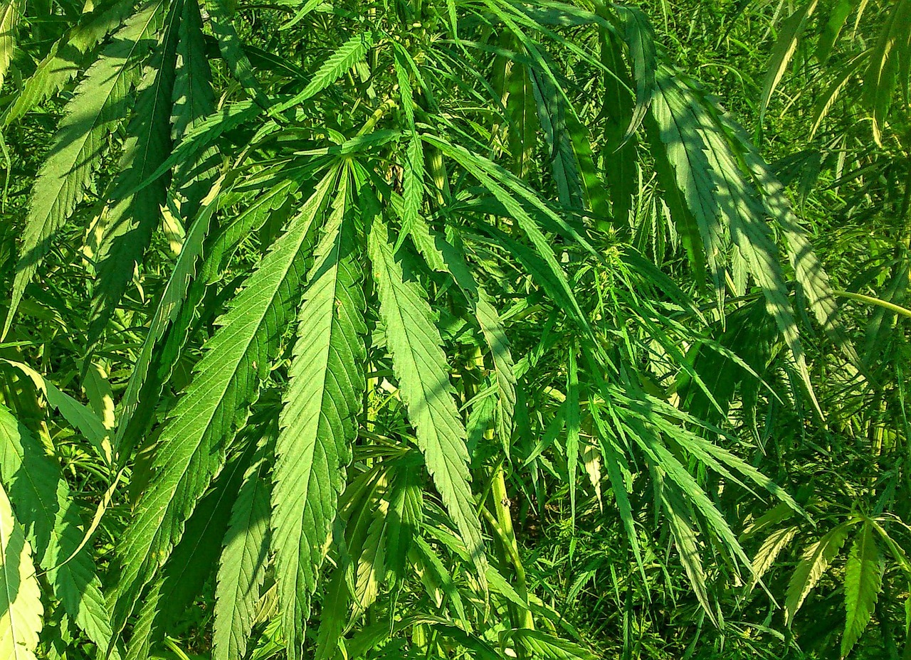 半袖桃花 第28页