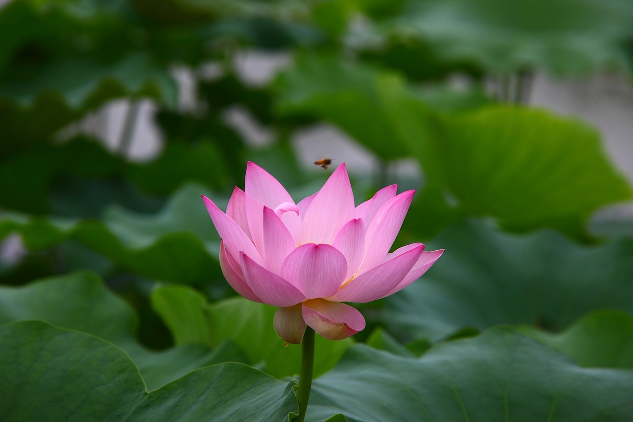 沫之夏 第19页